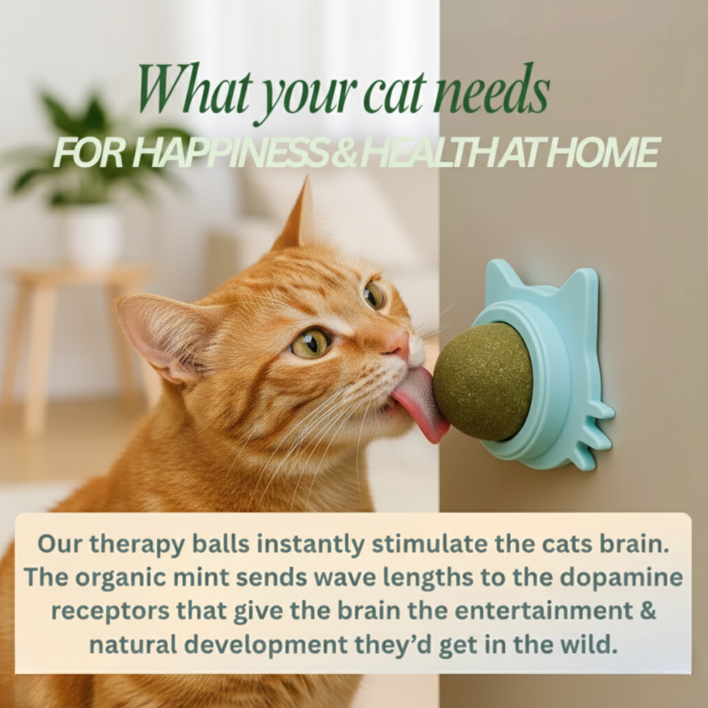Kitty Therapy Ball
