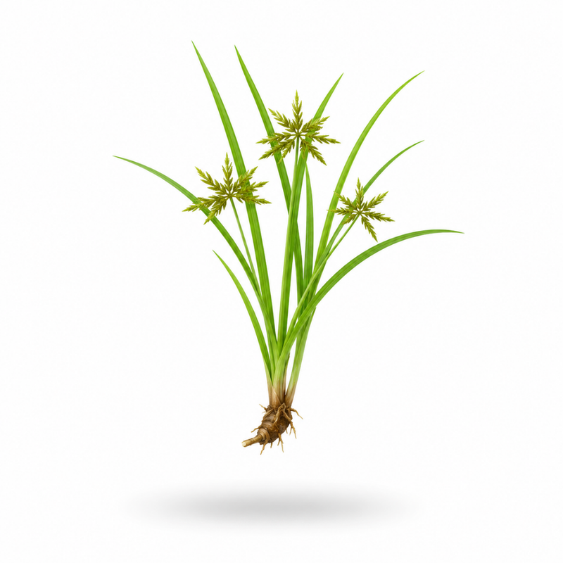 Cyperus Rotundus Oil