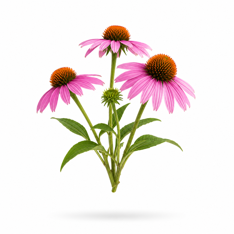 Echinacea